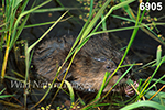 Ondatra zibethicus, Muskrat